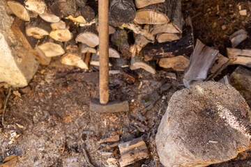 Splitting Axe Resting Among Chopped Firewood