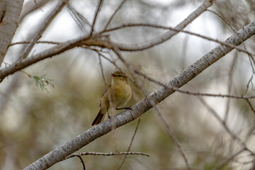 Canary Islands chiffchaff (Phylloscopus canariensis) sitting on a twig in a tree in Maspalomas, Gran Canaria, Spain