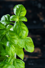 Basil Plants Ocimum Basilicum on Dark Background, Close-Up