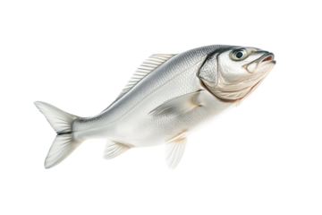 Haddock fish isolated on white transparent background, concept of marine life.
