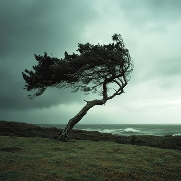 lone tree bending under the force of powerful winds