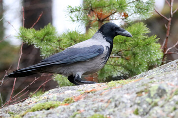Crow