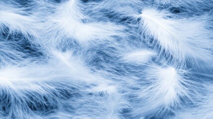 Obraz premium Soft Blue Down Feathers Background Texture Image