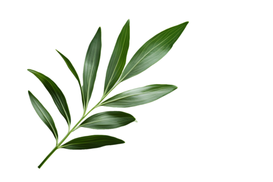 Image of a Sprig with Multiple Lanceolate Leaves Isolated On A White Background, PNG Transparent