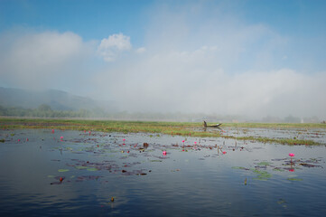 Lotus flowers / Water lilies on Lake Inle, Myanmar (Burma)