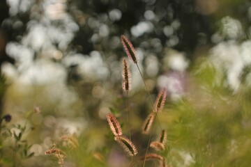 spighe di cereale al tramonto