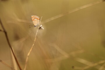 una farfalla licenide su un fiore in un prato