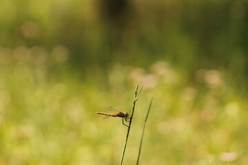una libellula su dell'erba in estate