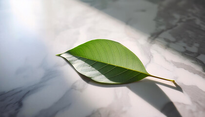 A vibrant green leaf lies peacefully on a sleek, white marble surface, casting a gentle shadow while basking in the soft light of spring