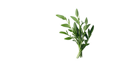Fototapeta premium Fresh Green Herb Sprig Isolated On A White Background, PNG Transparent