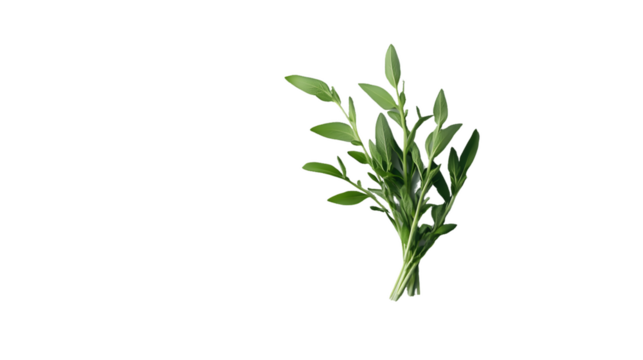 Fresh Green Herb Sprig Isolated On A White Background, PNG Transparent