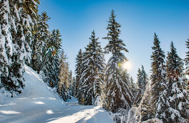 ski slope crossing a beautiful forest with firs covered with snow in tarentaise ski resort french alps.