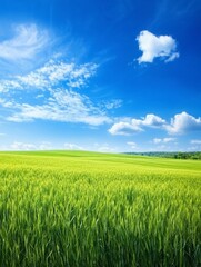 Fototapeta premium Serene landscape of green fields under a bright blue sky nature photography outdoor environment tranquil viewpoint