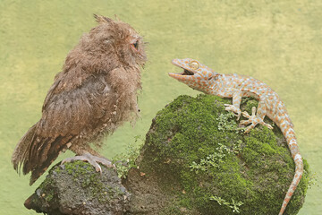 A Javan scops owl is ready to fight with a tokay gecko for prey. This nocturnal bird has the scientific name Otus lempiji.