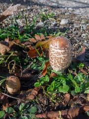 A mushroom in the forest. A wild growing mushroom. Umbrella mushroom on the ground in the forest close-up. Close-up of a mushroom called a Hairy umbrella (Macrolepiota rhacodes).