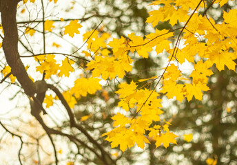 Autumn yellow maple leaves on a blurred background.
