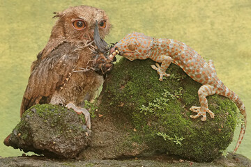 A Javan scops owl is ready to fight with a tokay gecko for prey. This nocturnal bird has the...