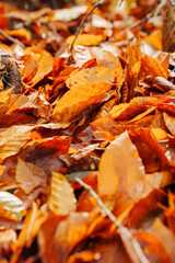 Wet yellow fallen autumn leaves covering the ground. Walks in the autumn park. background and texture.