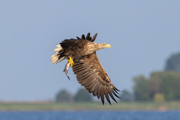 seeadler