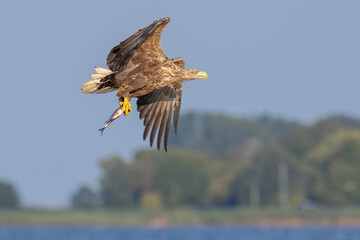 adler