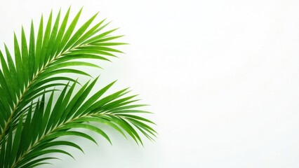 Fototapeta premium Lush Green Palm Fronds on a Bright White Background, Perfect for Tropical Themed Designs and Projects