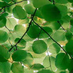 Fototapeta premium Lush Green Summer Leaves Canopy Nature Background Ecology Spring Foliage Plants