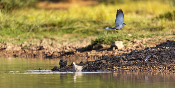A Pair of Eurasion collared dove  near a pond of water with a green background bokehed beautifully and flying