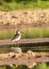 A Spotted red shank wading alone in  a pond searching for food photographed with reflection beautifully