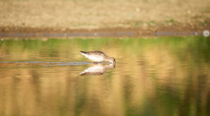 A Spotted red shank wading alone in  a pond searching for food photographed with reflection beautifully