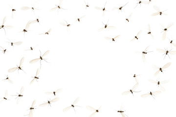 Flying mosquitoes isolated on a transparent background