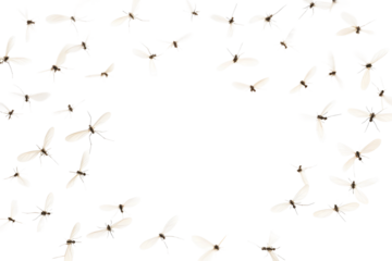 Flying mosquitoes isolated on a transparent background