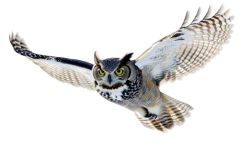A flying owl isolated on a transparent background