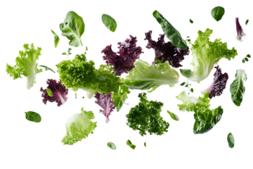 Fresh iceberg salad floating isolated on a transparent background
