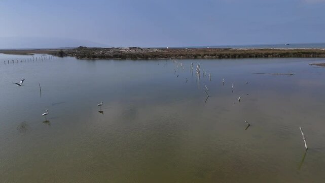 Aerial View of Birds in Karacabey Longoz: 4K Drone Video