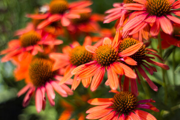 echinacea - coneflowers in the garden - soft focus