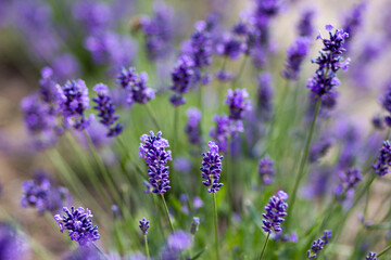 lavender flowers in the garden - soft focus