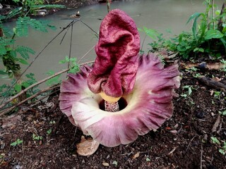The closeup pink flower blossom (Amorphophallus paeoniifolius)in the forest 