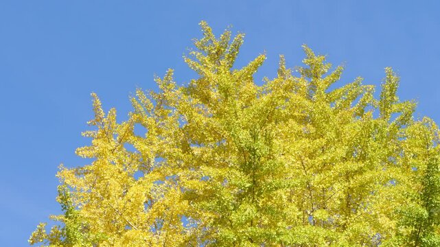Autumn mountains, blue sky, and a large ginkgo tree