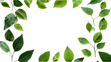 Fototapeta premium Pressed Leaf Square Frame on White Background, unique design showcasing nature's beauty in an elegant arrangement, perfect for decor