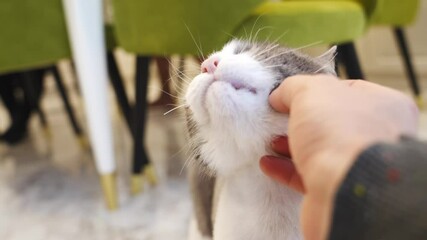 A man's hand strokes a white and gray cat. affectionate pets. care and love for animals.