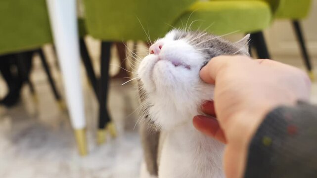 A man's hand strokes a white and gray cat. affectionate pets. care and love for animals.