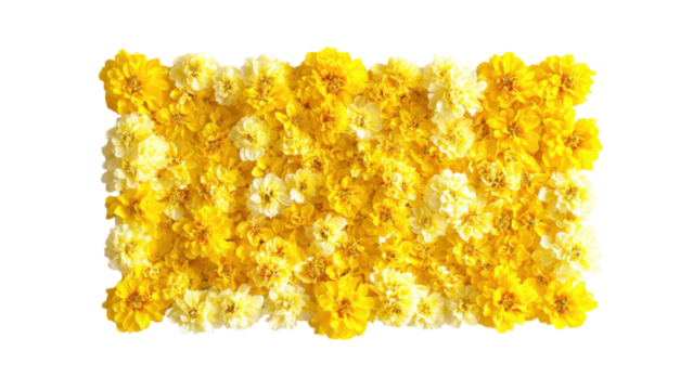 Yellow Flower Cluster Frame, vibrant yellow blooms intricately arranged in a square pattern against a clean white backdrop, perfect for decor.