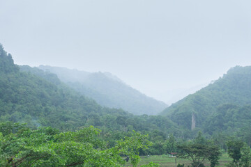 Beautiful background of forest pine trees with fog and silhouette nature in rainy season