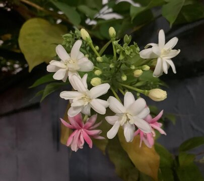 pink and white flowers, Fragrant flowers change color of Rangoon creeper