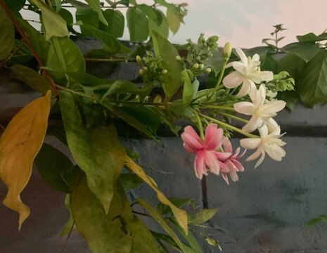 Rangoon Creeper flower on the tree. ( Chinese honey Suckle, Drunen sailo or Combretum indicum (L.) DeFilipps and Quisqualis indica L. ) Beautiful flower and green leaves.