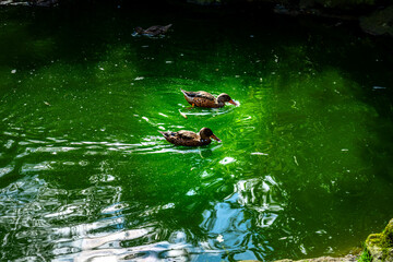 Ducks in a Pond in the Bavarian Forests Germany