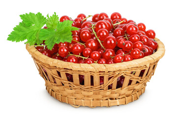 Red currant berries in a wicker basket isolated on white background