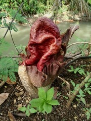 Pink and brown color of a bud flower not yet bloomed(Amorphophallus paeoniifolius) in the forest