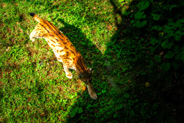  Lynx in an Enclosure in the Bavarian Forests Germany