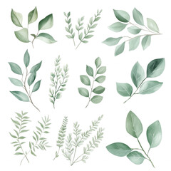 Fototapeta premium A collection of green leaves in various sizes and shapes